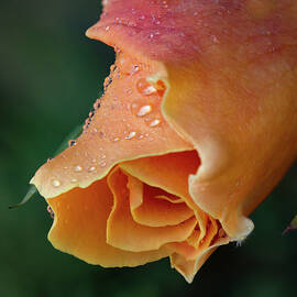 Royal Sunset by Jean Noren