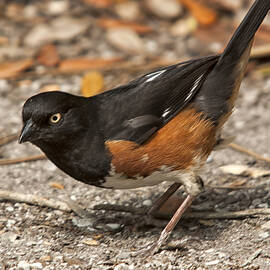 Rufus Towhee by John Harmon