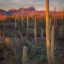 Saguaro Sunset by Nikolyn McDonald