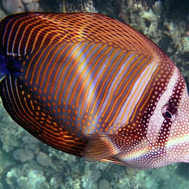 Sailfin Tang Makadi Bay by Johanna Hurmerinta