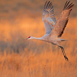 Sandhill With The Glow Of Sunrise by Ruth Jolly