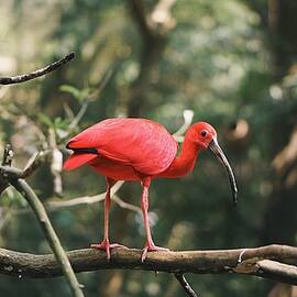 Scarlet Ibis by Happy Home Artistry