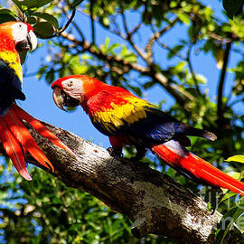 Scarlet Macaw Duo