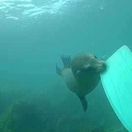 Sea lion biting a diver flipper by Sami Sarkis Photography