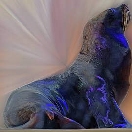 Sea Lion constancesart by Constance Lowery