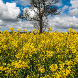 Sea of Yellow by Adrian Evans