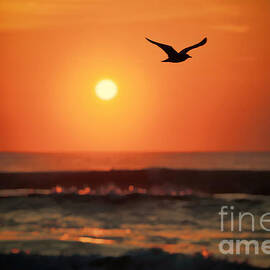 Seagull At Sunrise by Jeff Breiman