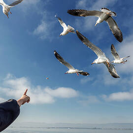 Seagull flying by Pradeep Raja PRINTS