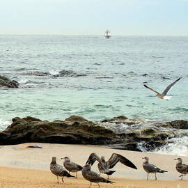 Seagulls on a rocky beach by Charlene Cox
