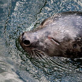 Seal 1 by Heike Hultsch