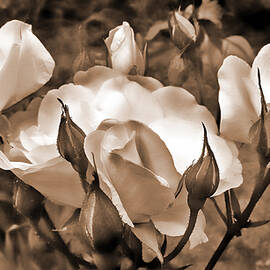 Sepia Rose Flower Garden by Jennie Marie Schell