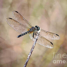 Serene Dragonfly by Carol Groenen