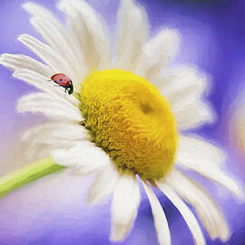 She Loves me She Loves me Not by Darren Fisher