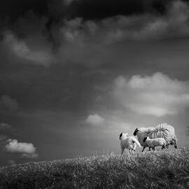 Sheep Clouds