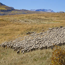 Shepherd Moving the Flock - Telluride Colorado by Mary Lee Dereske