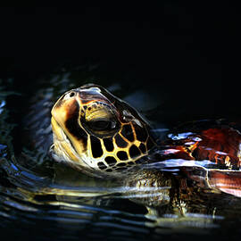 Short Visit Turtle by Marilyn Hunt