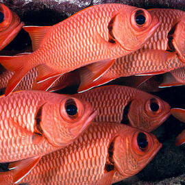 Shoulderbar Soldierfish