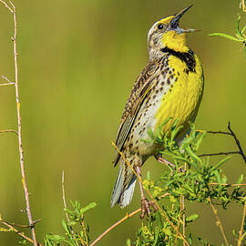 Sing A New Song by John De Bord