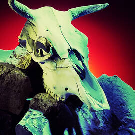 Skull by Kelley King