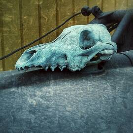 Animal Skull by Tony Baca