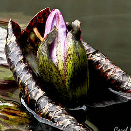 Sleeping Beauty in Water Lily Pond by Carol F Austin