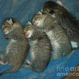 Sleeping Kittens by Cindy  Riley