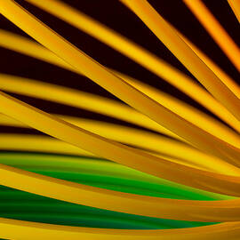 Slinky IV by Bob Cournoyer