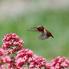 Small and Feisty - Rufous Hummingbird in Templeton, California