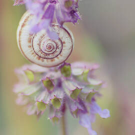 Snail On Sage  by Irina Safonova