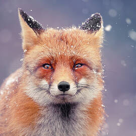 Snow Fox Series - Red Fox in Blue by Roeselien Raimond