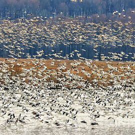 Snow Geese At Willow Point by Lois Bryan