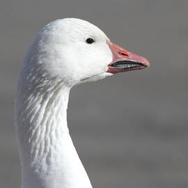 Snow Goose Headshot by Ruth Jolly