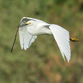 Snowy Egret 4786-091017-1cr by Tam Ryan