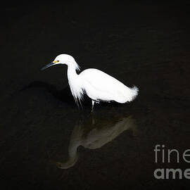 Snowy Egret and Reflection in Dark Water by Mark Roger Bailey