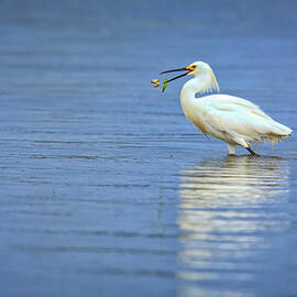 Snowy Egret at Dinner by Rick Berk