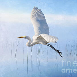 Snowy Egret Morning by Laura D Young