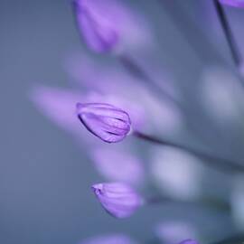 Soft Purple by Michaela Preston