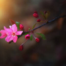 Softness of Spring by Darren White