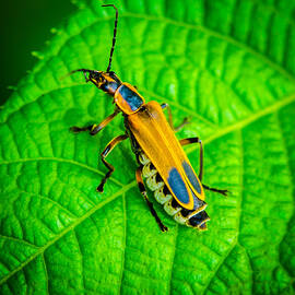 Soldier Beatle Macro by Bruce Pritchett