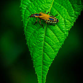 Soldier Beetle by Bruce Pritchett
