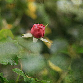 Solitary Red Rosebud  by Toni Hopper