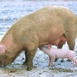 Sow With Piglet by Science Source