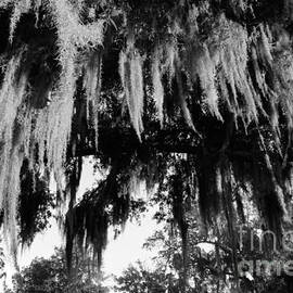 Spanish Moss