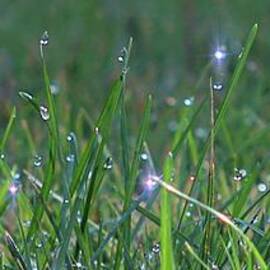 Sparkling Dew drops by Yumi Johnson