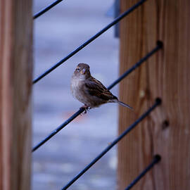 Sparrow Waits by Linda Shafer