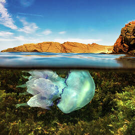 Split Level Jellyfish And Rocks by Todor Dimitrov