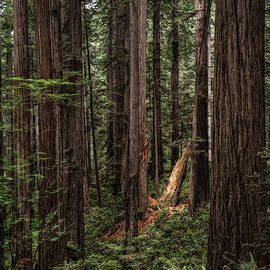 Spotlight in the Redwoods   by George Buxbaum