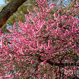 Spring Blossom Tree by Kaye Menner by Kaye Menner