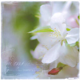 Spring Cherry Blossoms by Julie Palencia