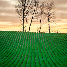 Spring Corn Rows of the Midwest by Matt Hammerstein